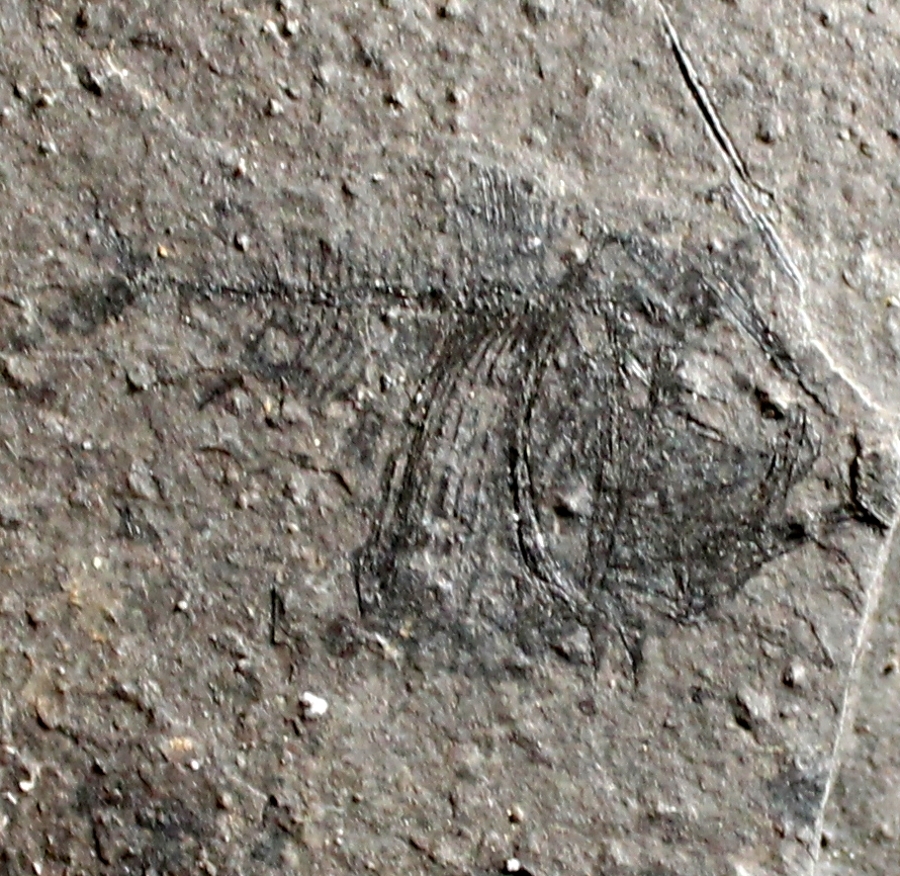  Argyropelecus cosmovicii