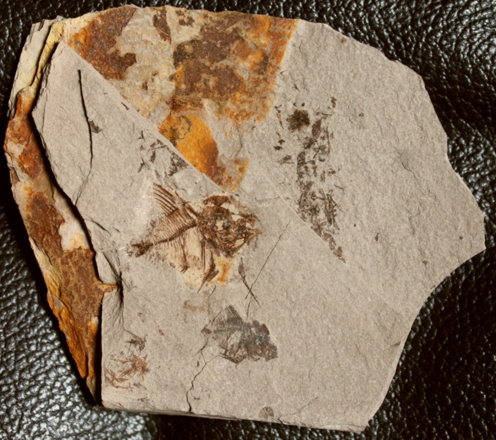 fossil fish for sale 