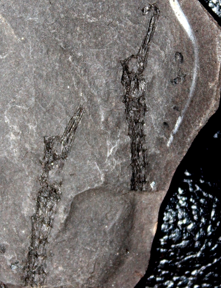 fossil Pipefish