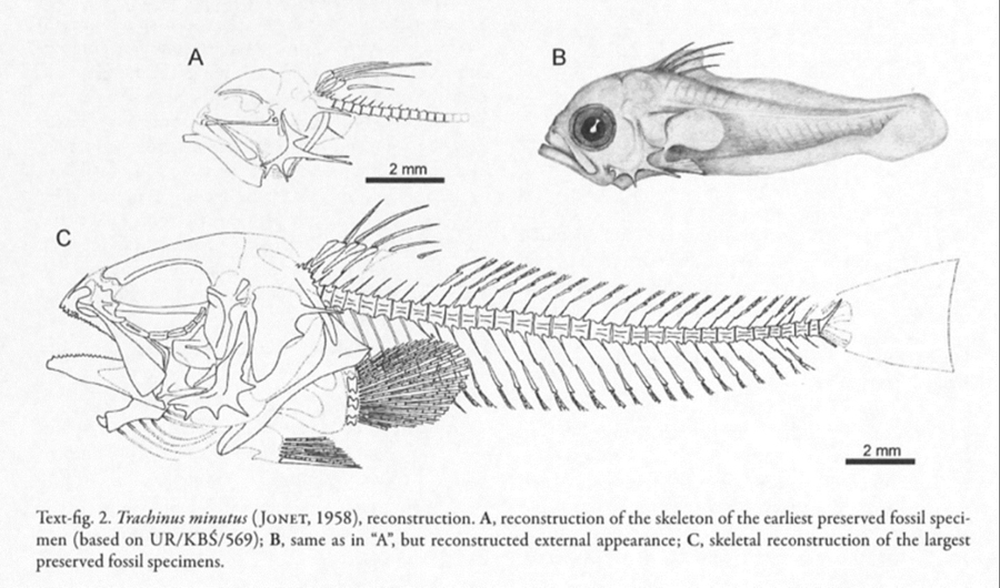 Trachinus minutus