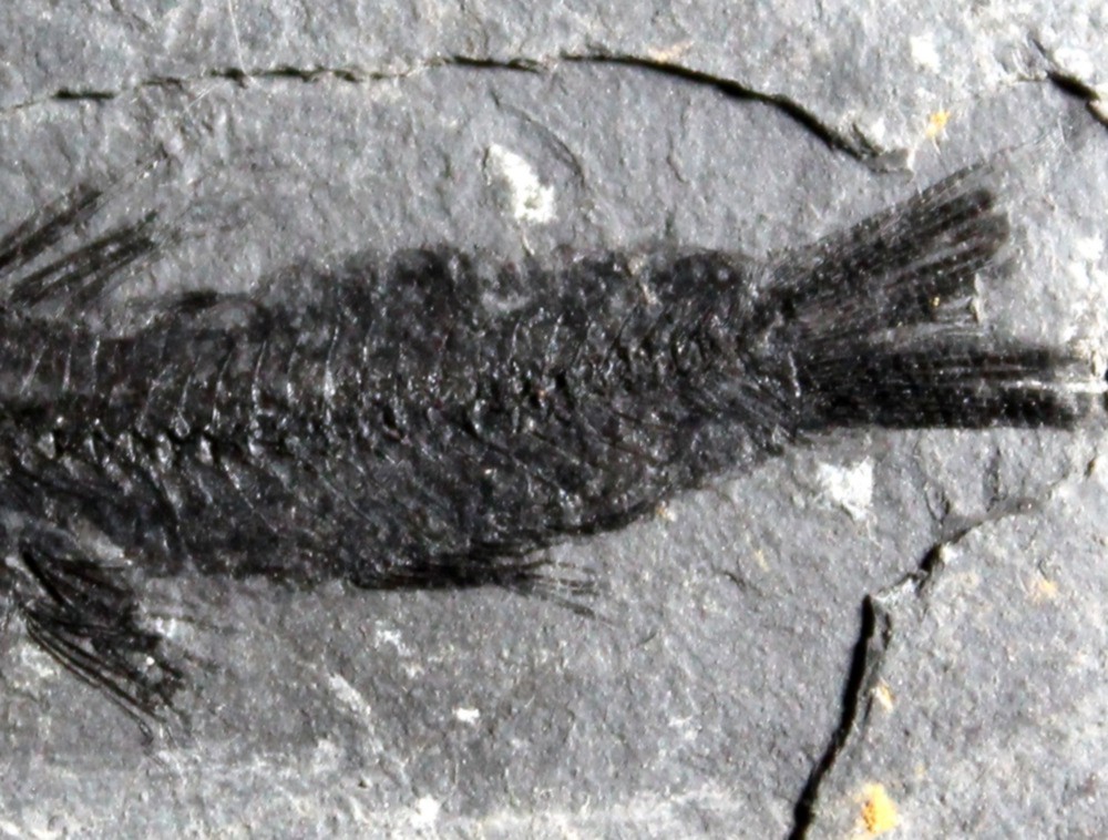 Eomyctophum menneri 