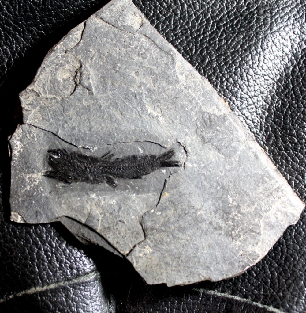 Eomyctophum menneri 