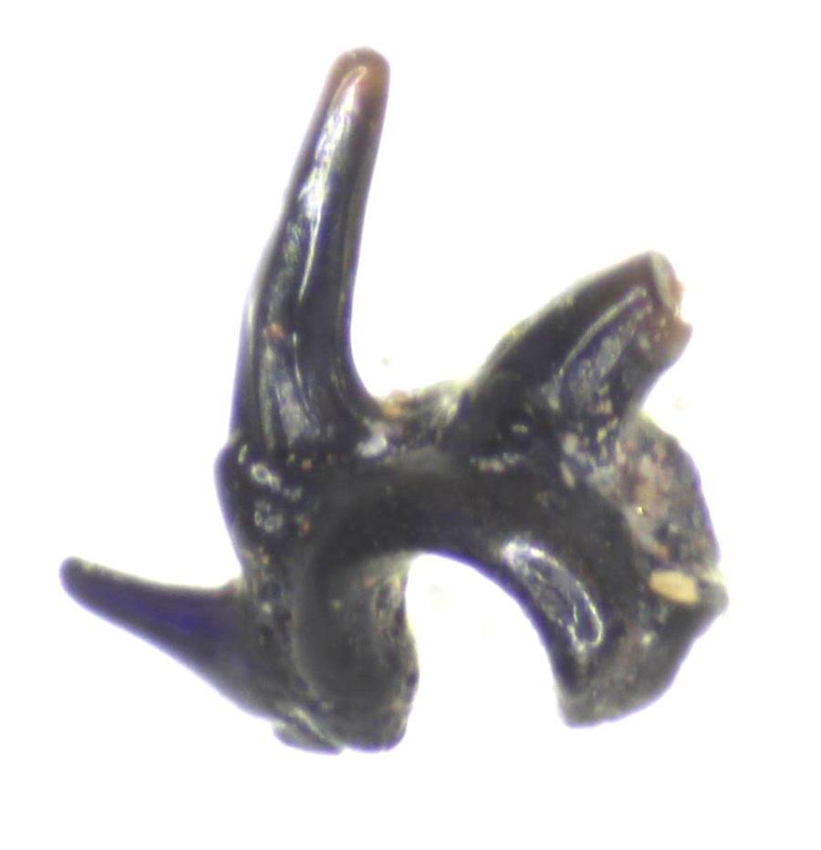Fossil tooth