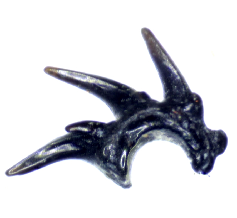 Placodermi tooth