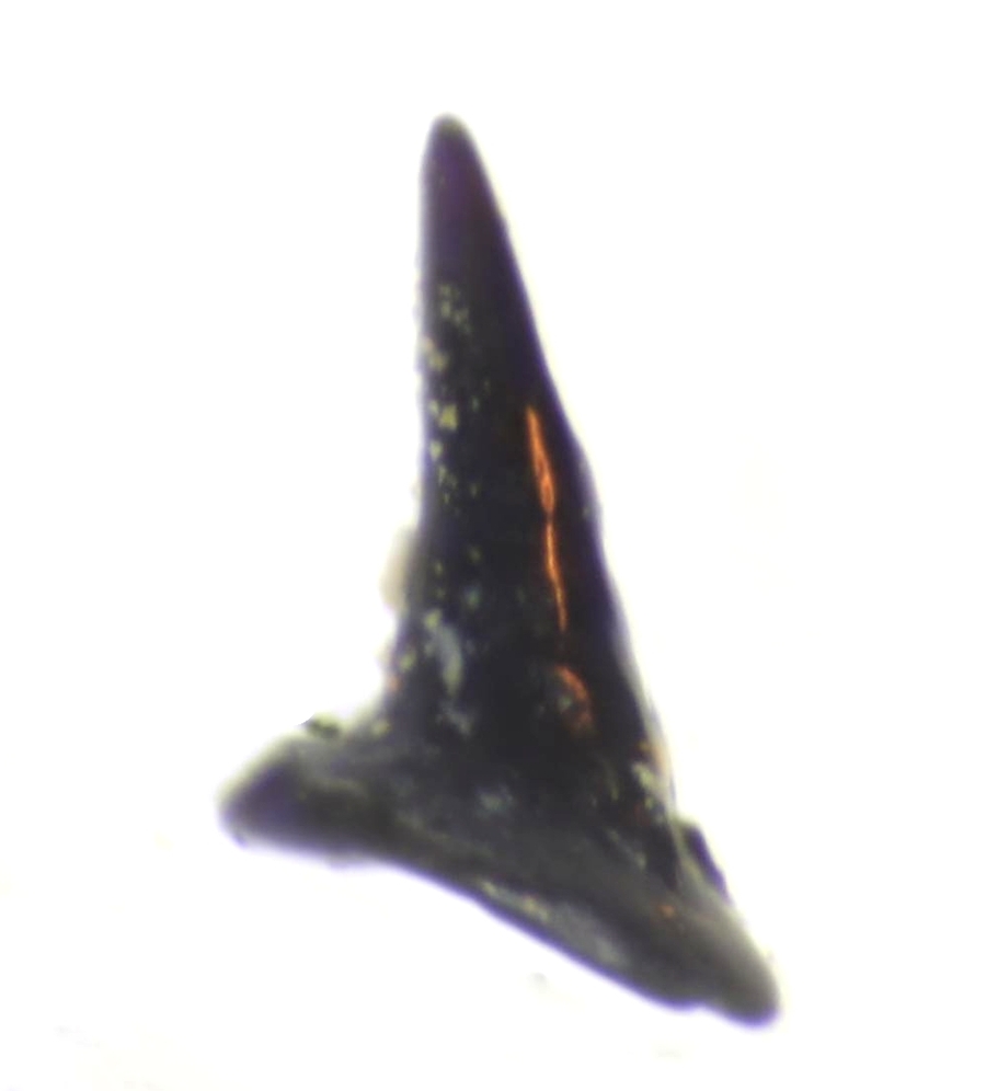 Fossil tooth