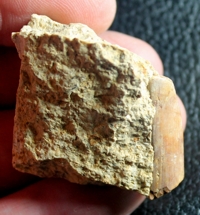  Nothosaurus bone