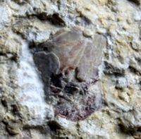  Reptile fossil
