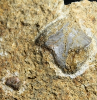  Reptile fossil