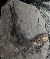  fish fossil