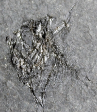  Antigonia, fossil fish