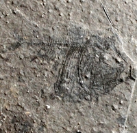  Argyropelecus cosmovicii