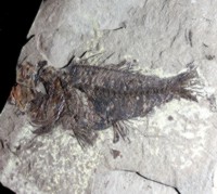 fossil fish for sale, Serranus budensis
