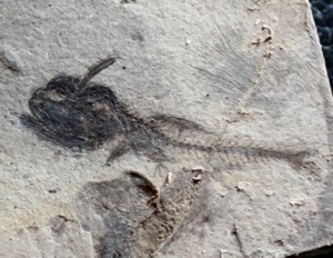  Protomyctophum, fossil fish