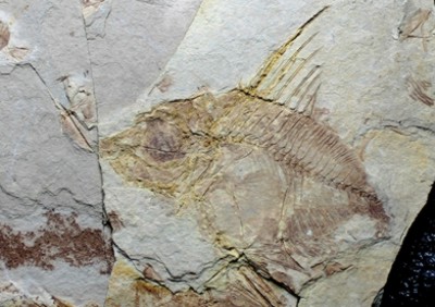  fossil fish, Capros radobojanus