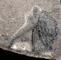  Argyropelecus cosmovicii
