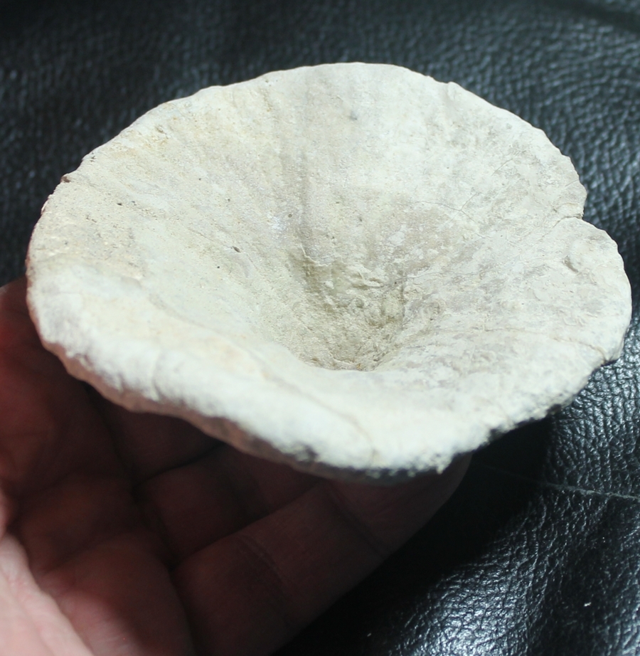 Cnemidiastrum rimulosum