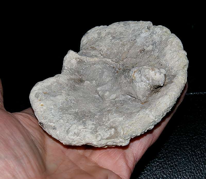 Cnemidiastrum rimulosum