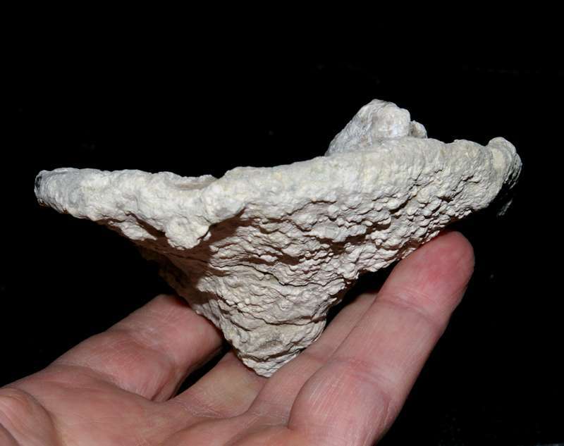 Cnemidiastrum rimulosum fossil sponge