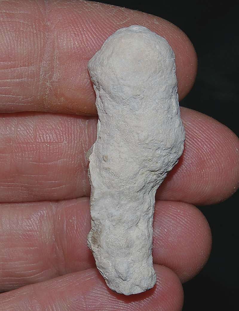 Oxfordian fossil sponge Peronidella cylindrica