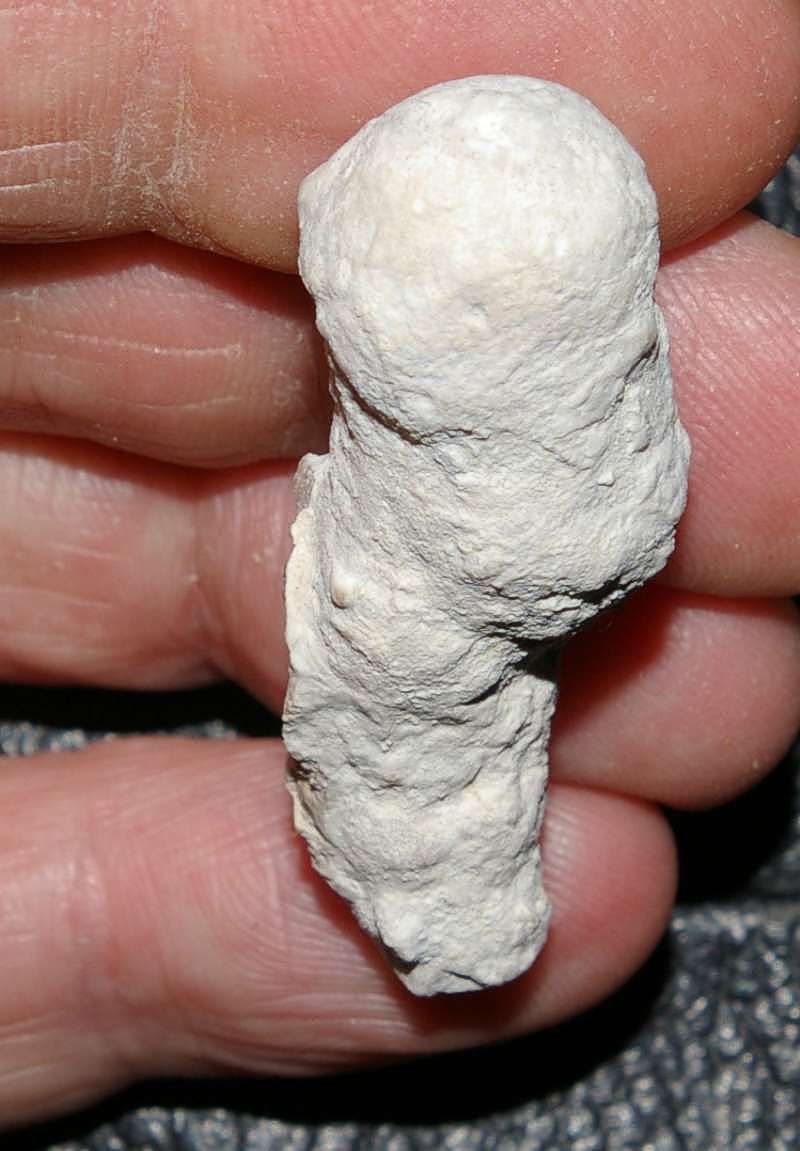 Peronidella cylindrica