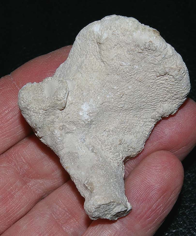 Two fused fossils Sponges
