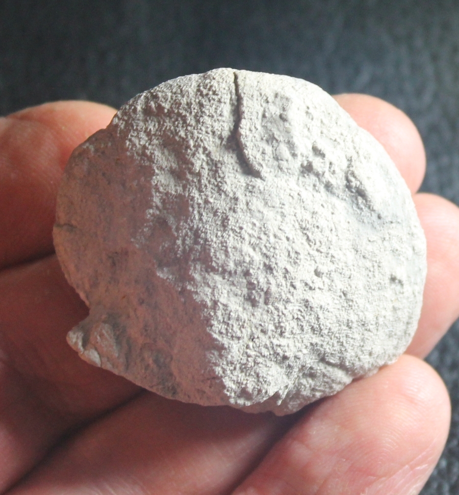 fossil sponge  