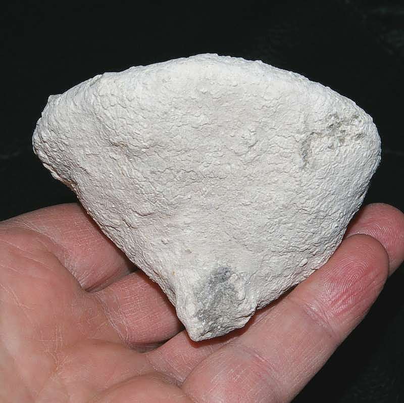 Cnemidiastrum calixum fossil sponge.jpg 
