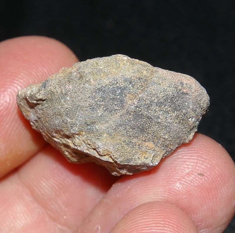 Stromatopora.jpg 