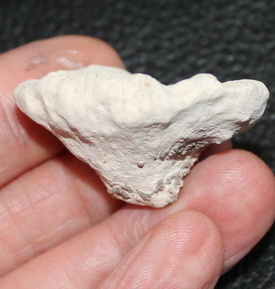 fossil sponge