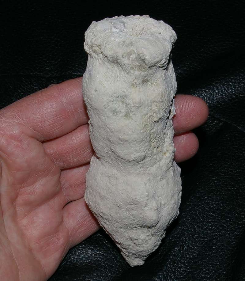 Fossil sponge