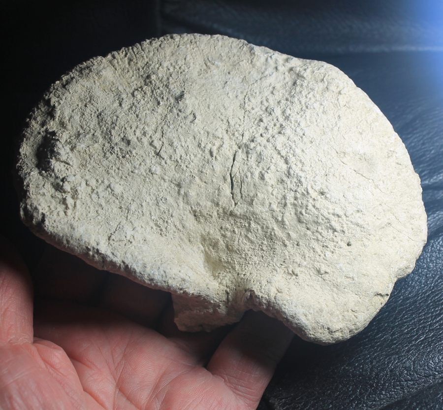 Cnemidiastrum rimulosum