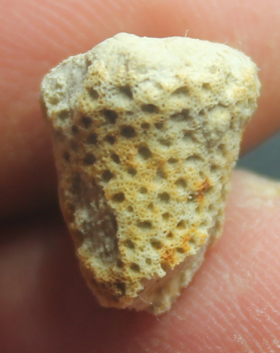 Sporadopyle obliqua