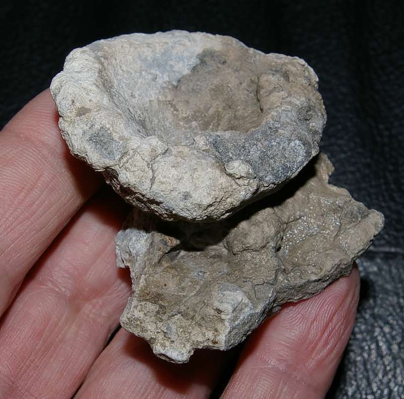 Aretotragos lene
