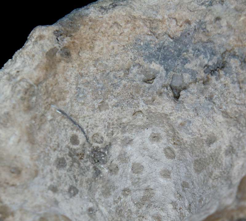 Fossil sponge Aretotragos lene