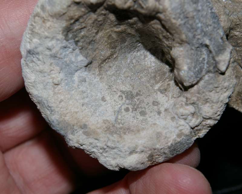 Fossil sponge Aretotragos lene