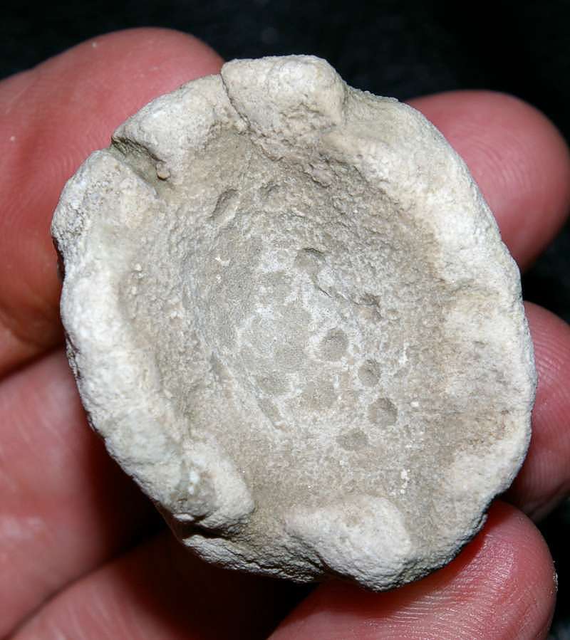 Fossil sponge Aretotragos jaraczi