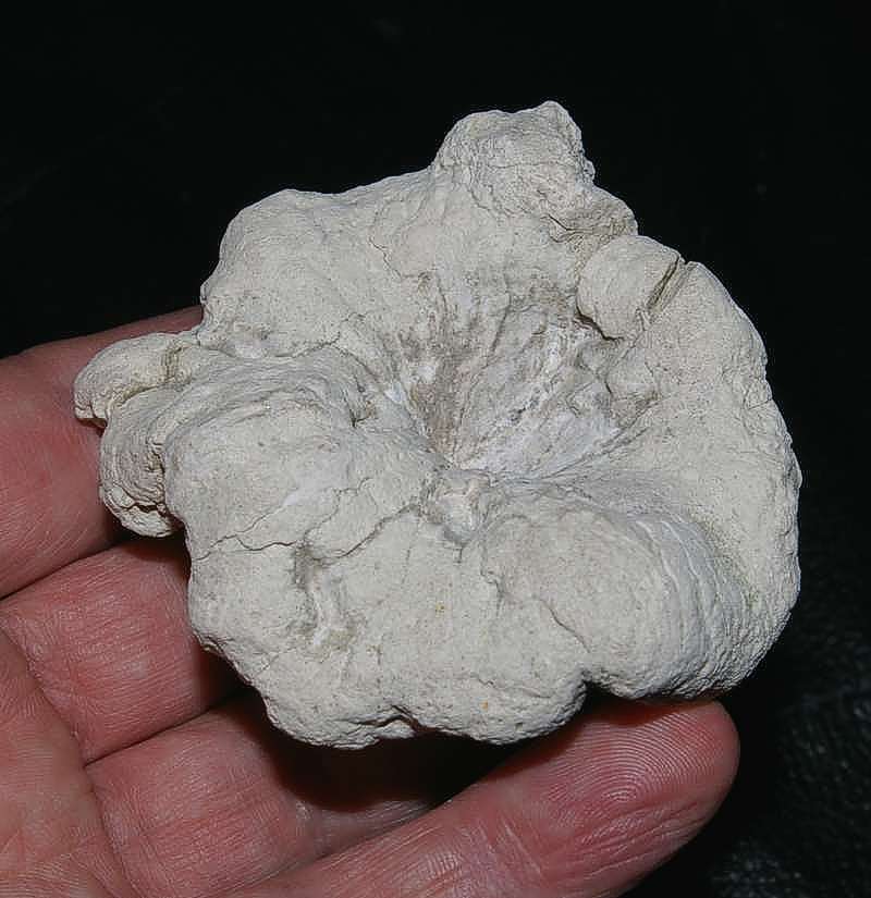 Cnemidiastrum mirrum