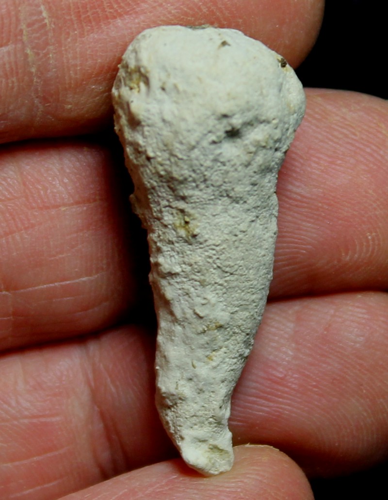 Fossil sponge Jerea claviceps