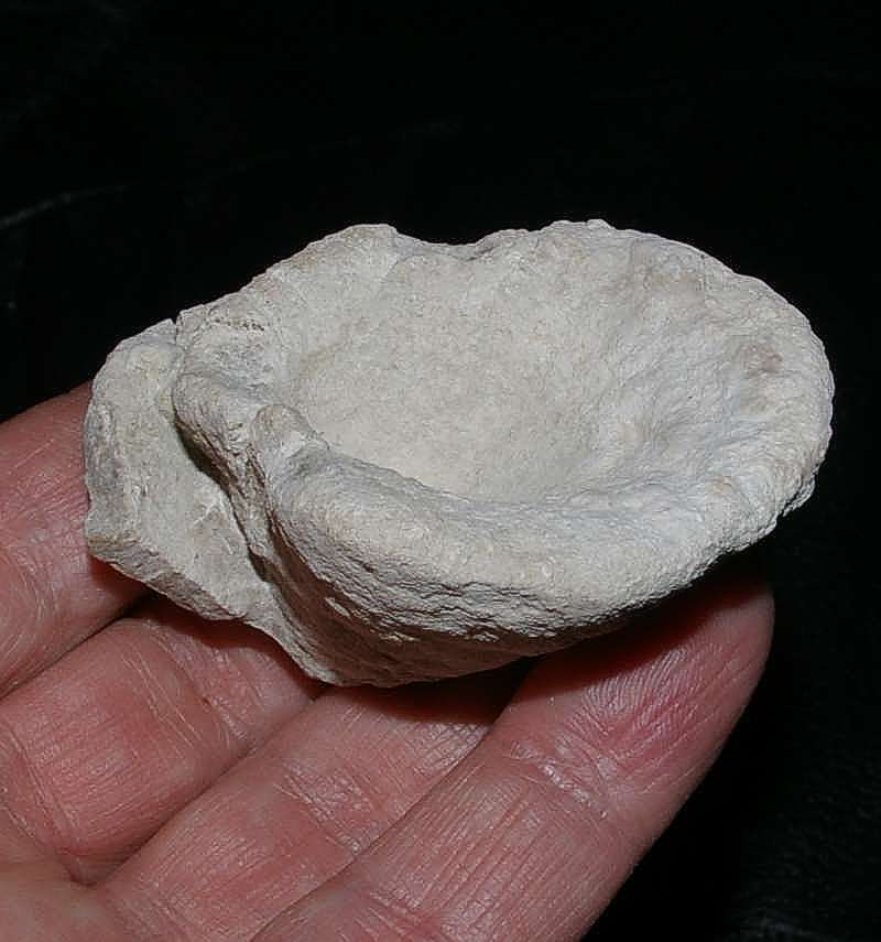 Hyalotragos patelloides