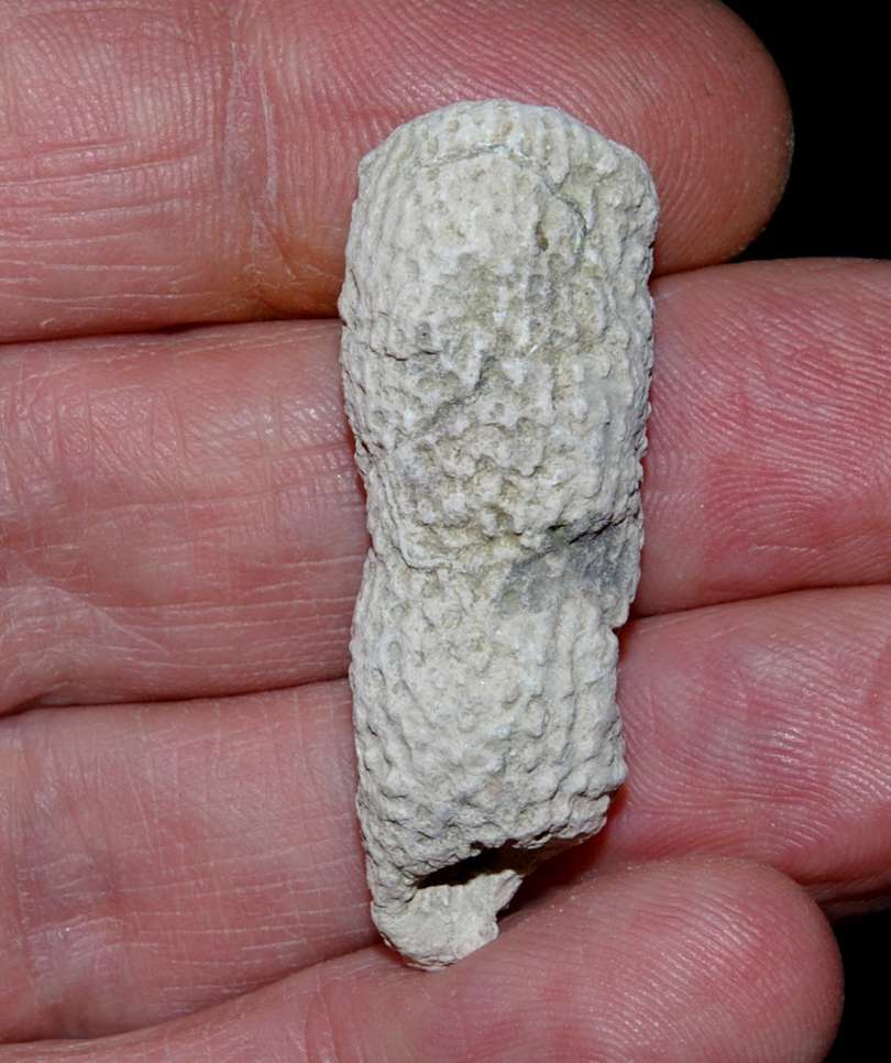 Laocaetis pararella