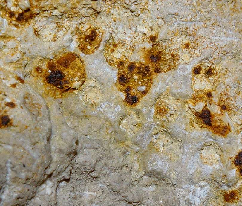 Cavispongia porata