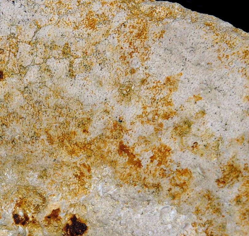 Cavispongia porata