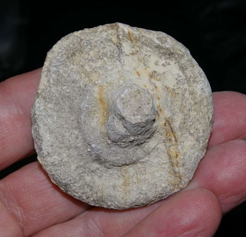 fossil sponge Cnemidiastrum fungoides 