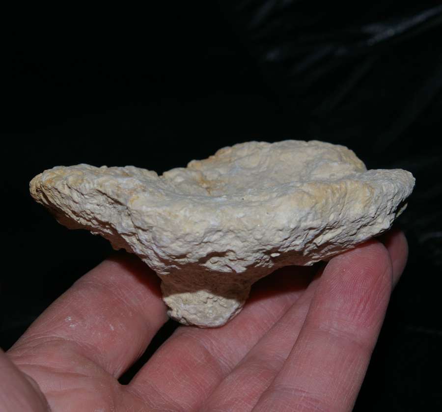 Placotelia petrusianum 