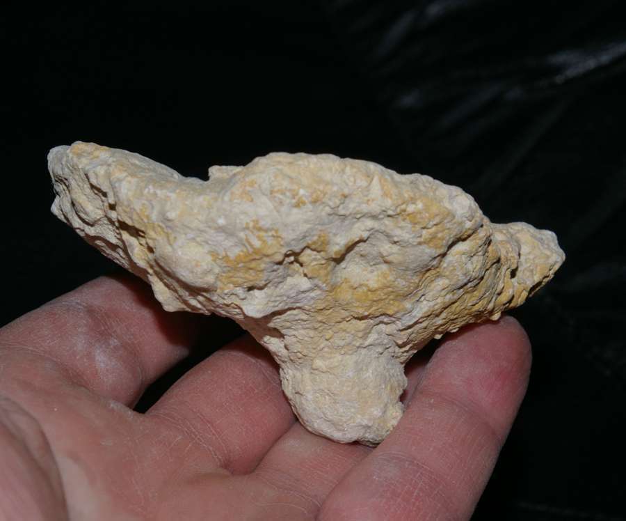 fossil sponge Placotelia petrusianum 