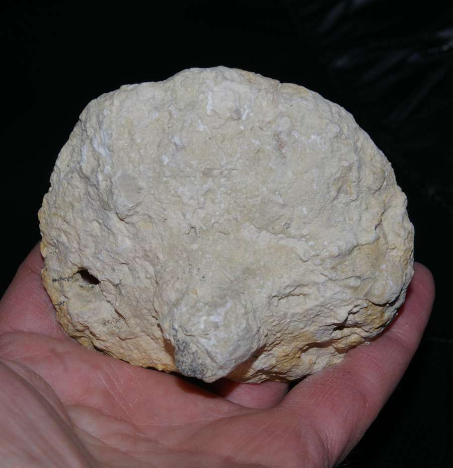 Jurassic fossil sponge 