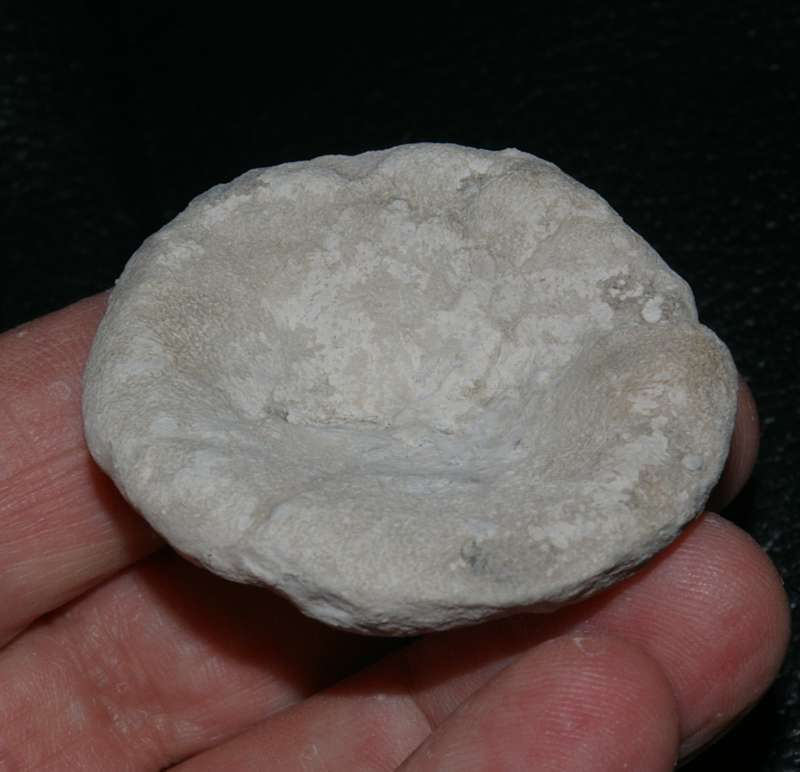 Saccotragos stigosa 