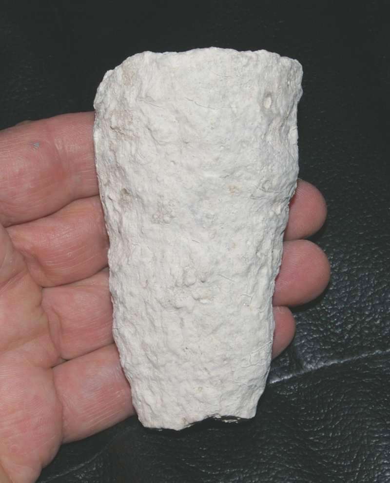 Trochobolus cylindratus 
