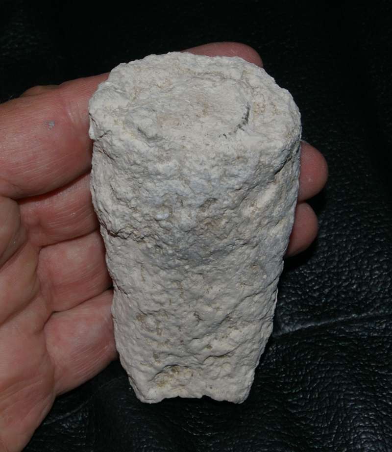 Trochobolus cylindratus 