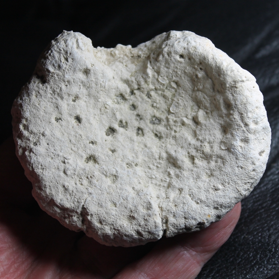 Aretotragos costatum